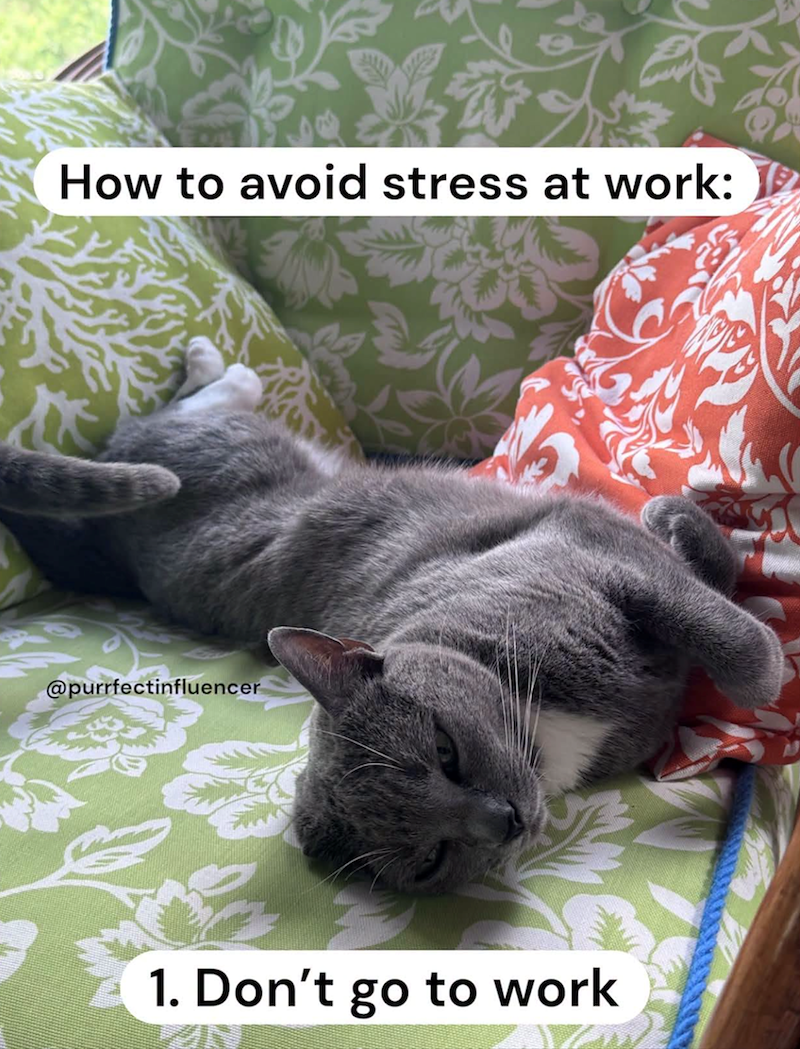 How to avoid stress at work: @purrfectinfluencer 1. Don't go to work