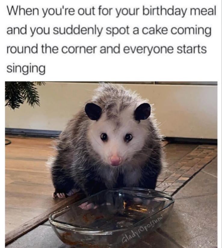 When you're out for your birthday meal and you suddenly spot a cake coming round the corner and everyone starts singing GladysOpossum
