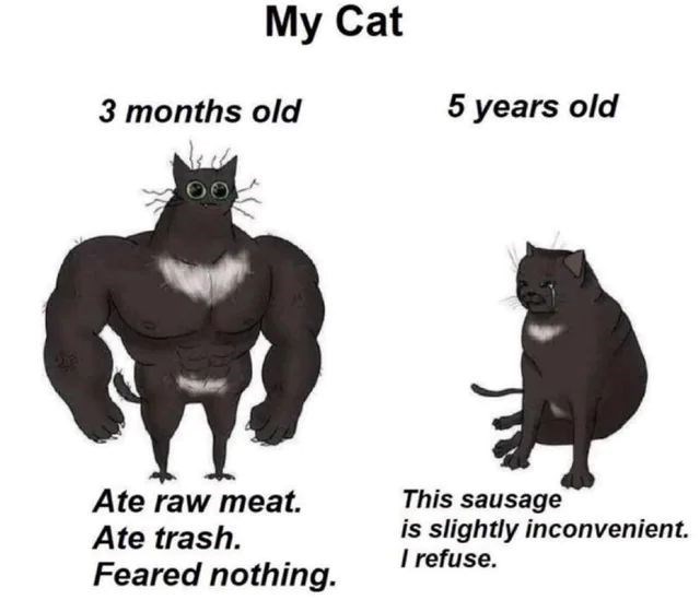 My Cat 3 months old 5 years old Ate raw meat. Ate trash. Feared nothing. This sausage is slightly inconvenient. I refuse.