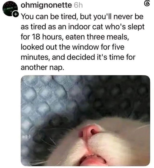 ohmignonette 6h + You can be tired, but you'll never be as tired as an indoor cat who's slept for 18 hours, eaten three meals, looked out the window for five minutes, and decided it's time for another nap.