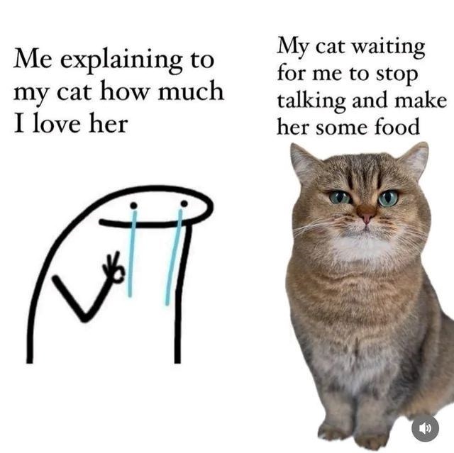 Me explaining to my cat how much I love her My cat waiting for me to stop talking and make her some food
