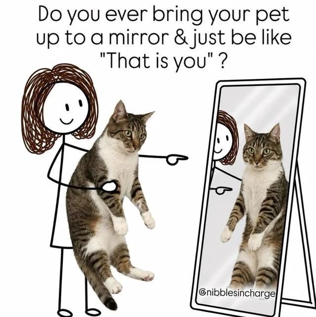 Do you ever bring your pet up to a mirror & just be like "That is you"? @nibblesincharge