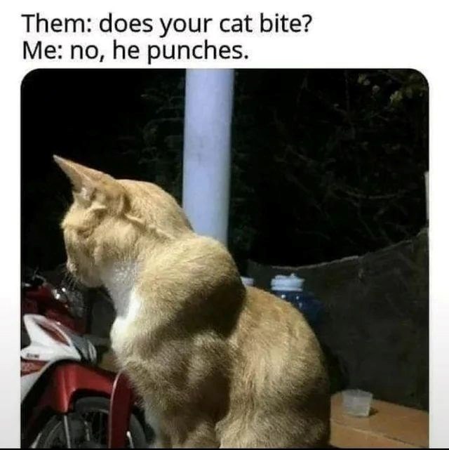 Them: does your cat bite? Me: no, he punches.