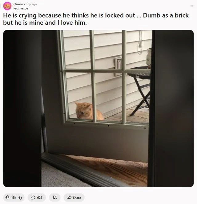 r/aww . 13y ago leighaeroe He is crying because he thinks he is locked out ... Dumb as a brick but he is mine and I love him. 13K 627 88 Share