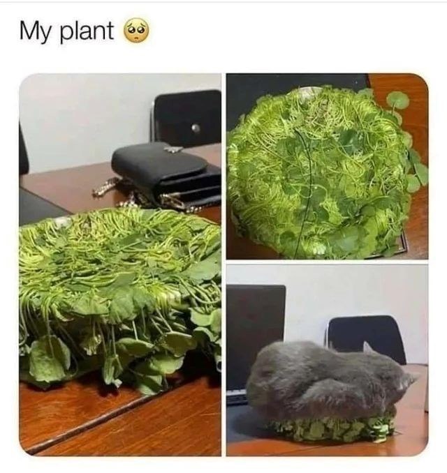 My plant →