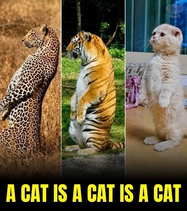 A CAT IS A CAT IS A CAT