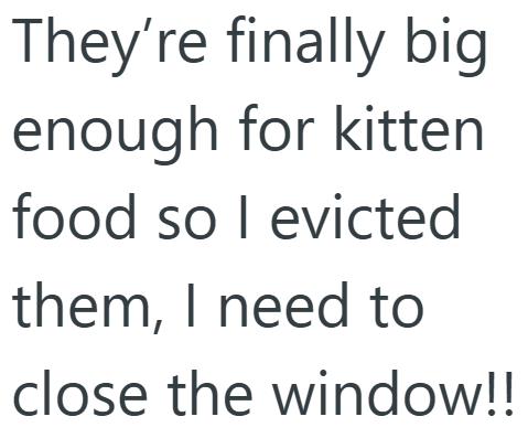 They're finally big enough for kitten food so I evicted them, I need to close the window!!