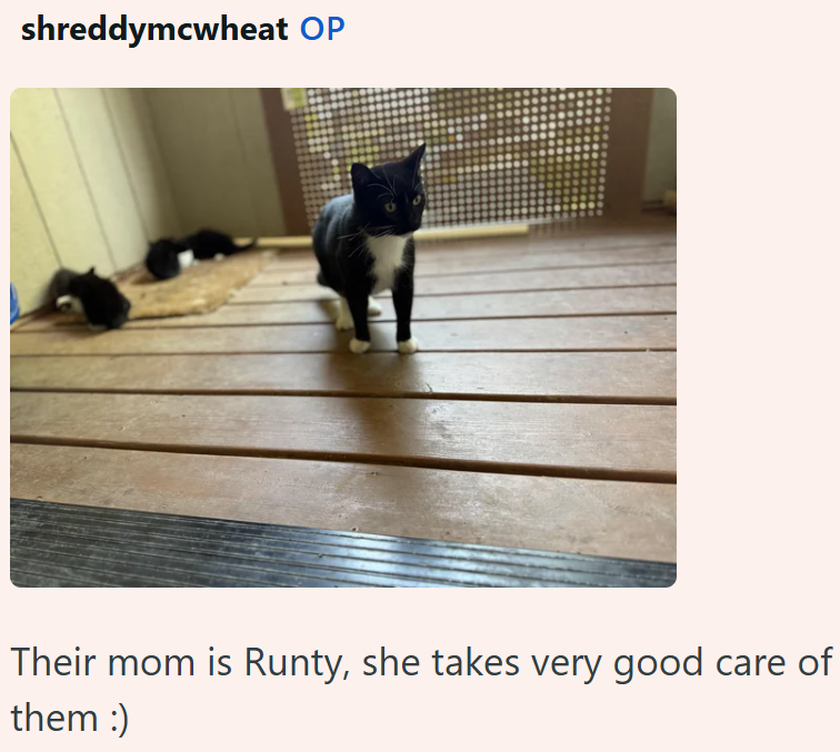 shreddymcwheat OP Their mom is Runty, she takes very good care of them :)