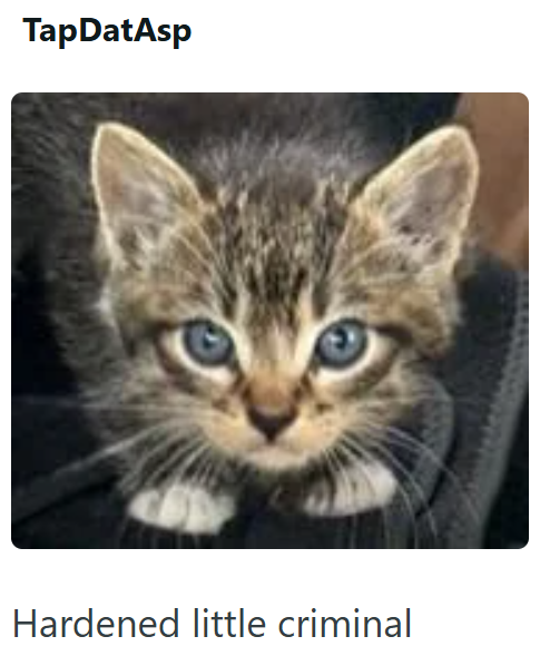 TapDatAsp Hardened little criminal