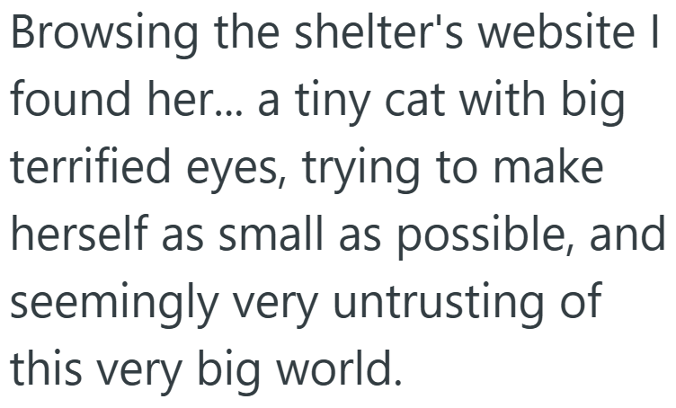 Browsing the shelter's website I found her... a tiny cat with big terrified eyes, trying to make herself as small as possible, and seemingly very untrusting of this very big world.