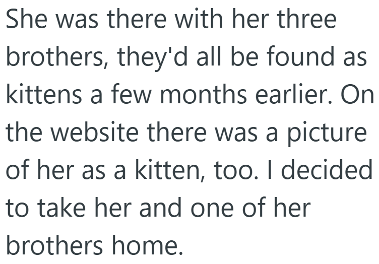 She was there with her three brothers, they'd all be found as kittens a few months earlier. On the website there was a picture of her as a kitten, too. I decided to take her and one of her brothers home.
