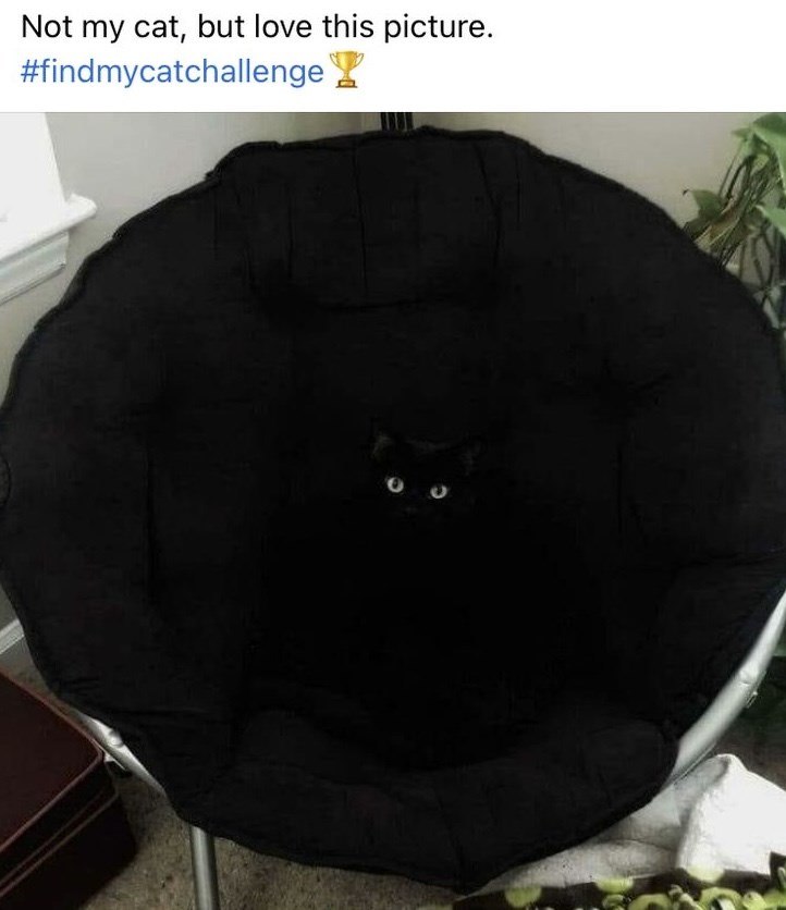 Not my cat, but love this picture. #findmycatchallenge