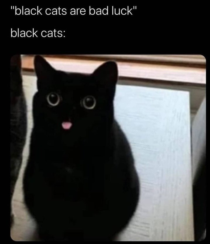 "black cats are bad luck" black cats: