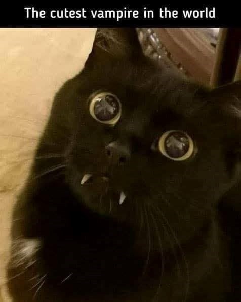 The cutest vampire in the world