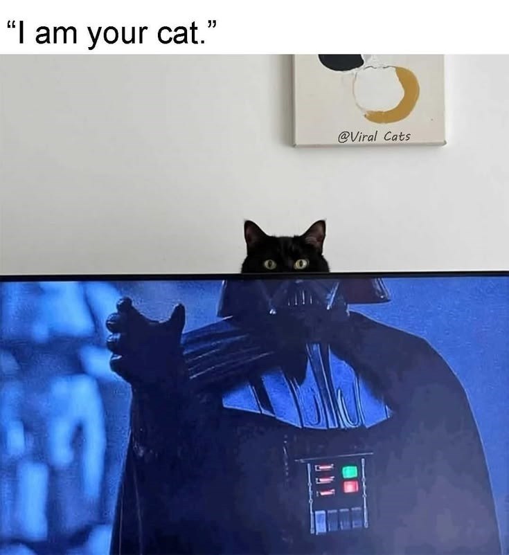 "I am your cat." @Viral Cats