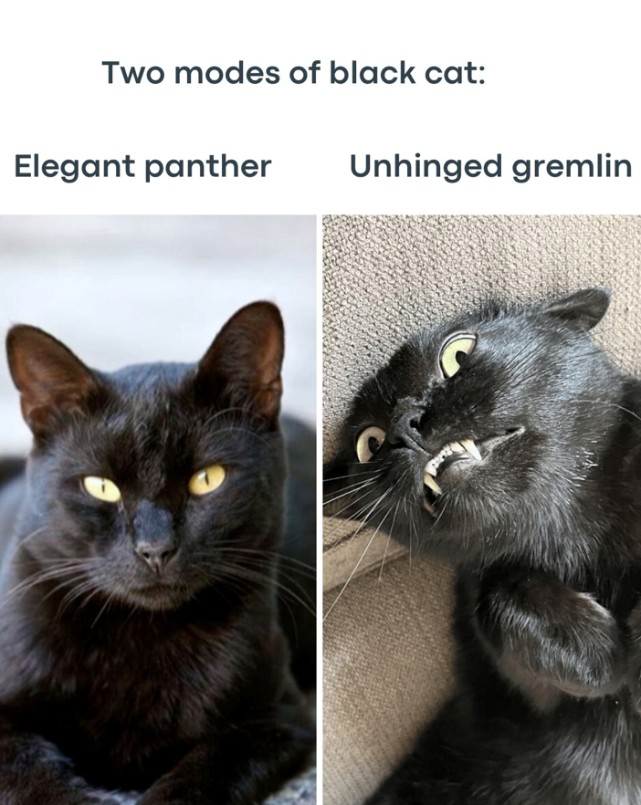 Two modes of black cat: Elegant panther Unhinged gremlin