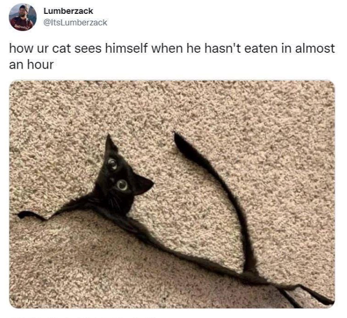 Lumberzack @ItsLumberzack how ur cat sees himself when he hasn't eaten in almost an hour
