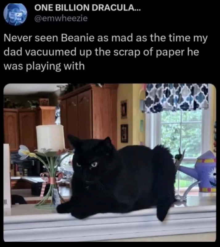 ONE BILLION DRACULA... @emwheezie Never seen Beanie as mad as the time my dad vacuumed up the scrap of paper he was playing with