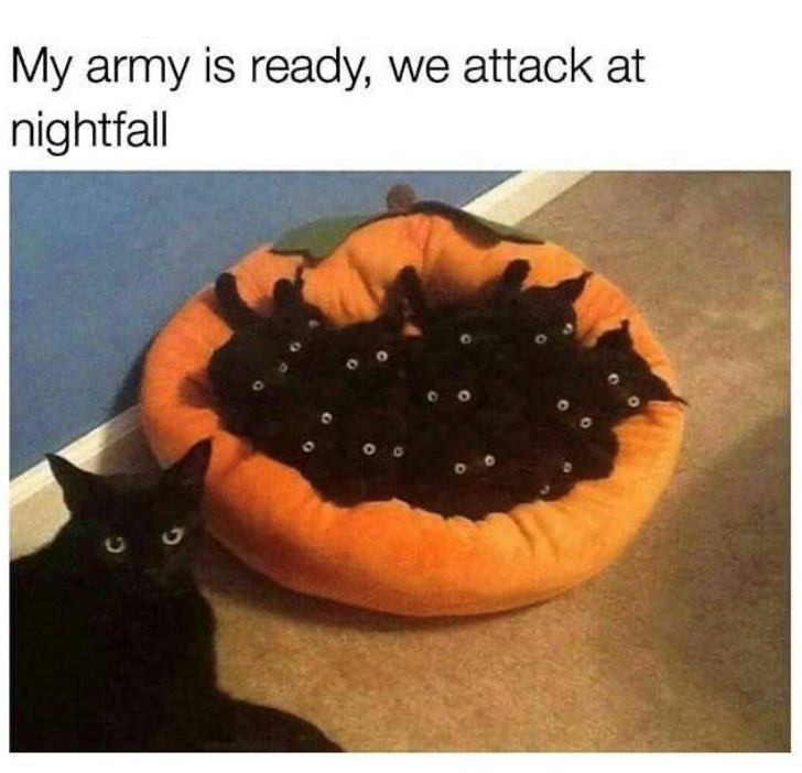 My army is ready, we attack at nightfall C