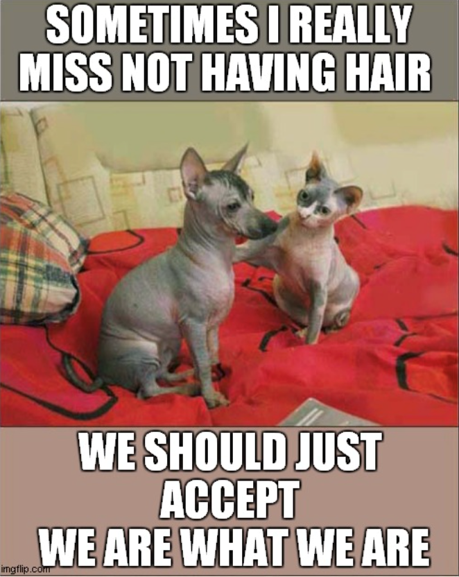 SOMETIMES I REALLY MISS NOT HAVING HAIR imgflip.com WE SHOULD JUST ACCEPT WE ARE WHAT WE ARE