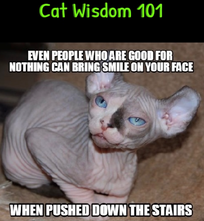 Cat Wisdom 101 EVEN PEOPLE WHO ARE GOOD FOR NOTHING CAN BRING SMILE ON YOUR FACE WHEN PUSHED DOWN THE STAIRS