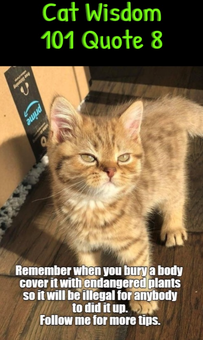 Бириар дам V Cat Wisdom 101 Quote 8 prime Remember when you bury a body cover it with endangered plants so it will be illegal for anybody to did it up. Follow me for more tips.