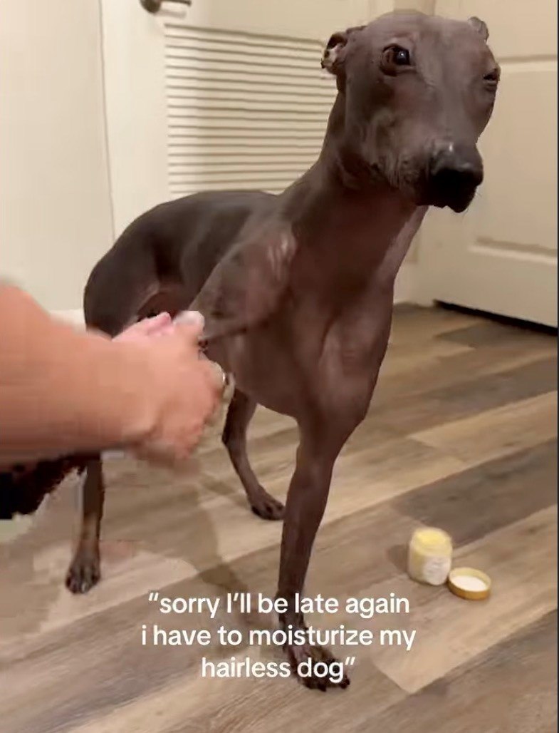 "sorry I'll be late again i have to moisturize my hairless dog"