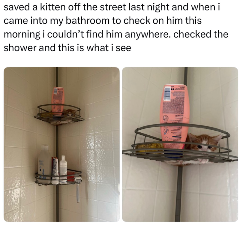 saved a kitten off the street last night and when i came into my bathroom to check on him this morning i couldn't find him anywhere. checked the shower and this is what i see