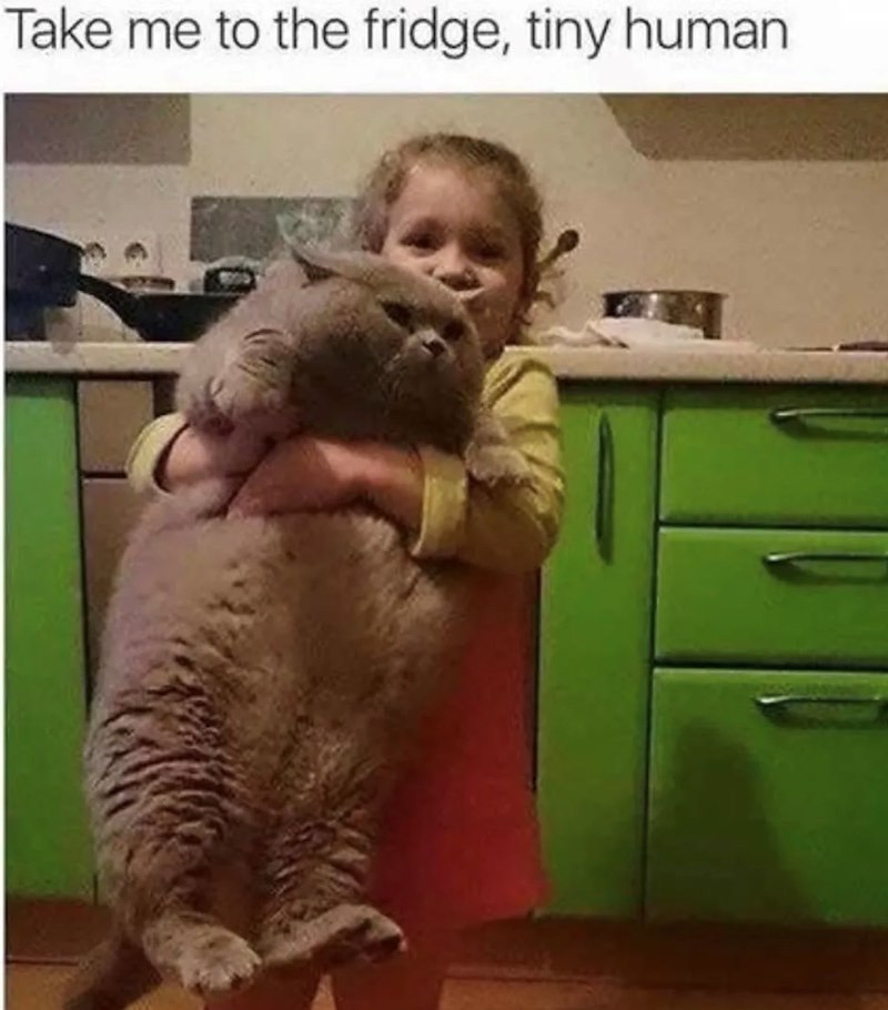 Take me to the fridge, tiny human