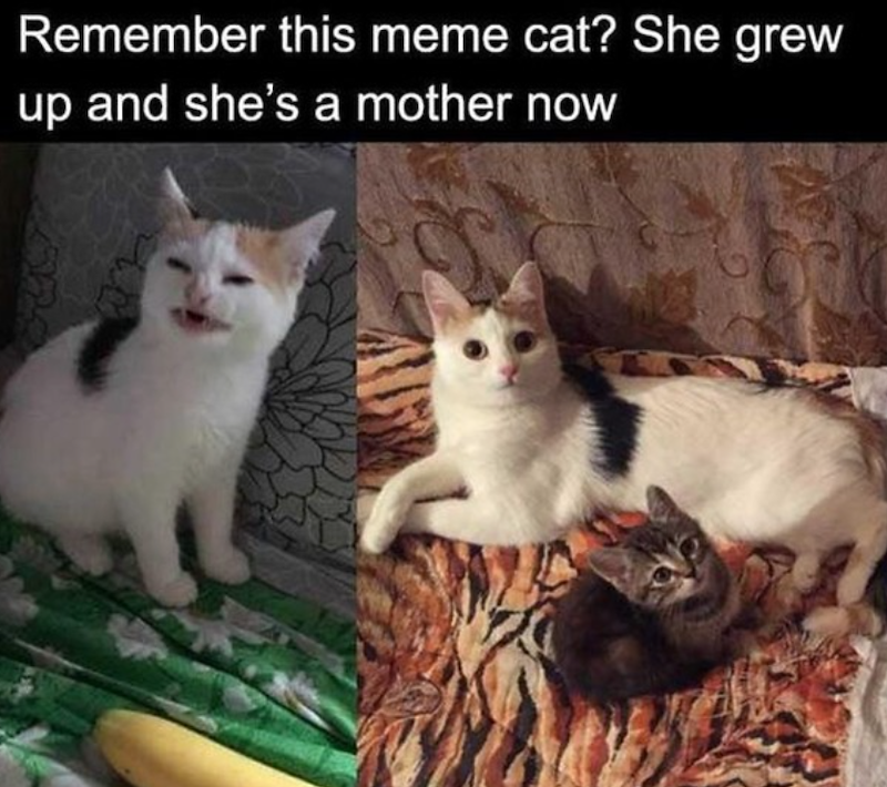 Remember this meme cat? She grew up and she's a mother now