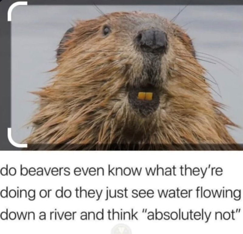do beavers even know what they're doing or do they just see water flowing down a river and think "absolutely not"