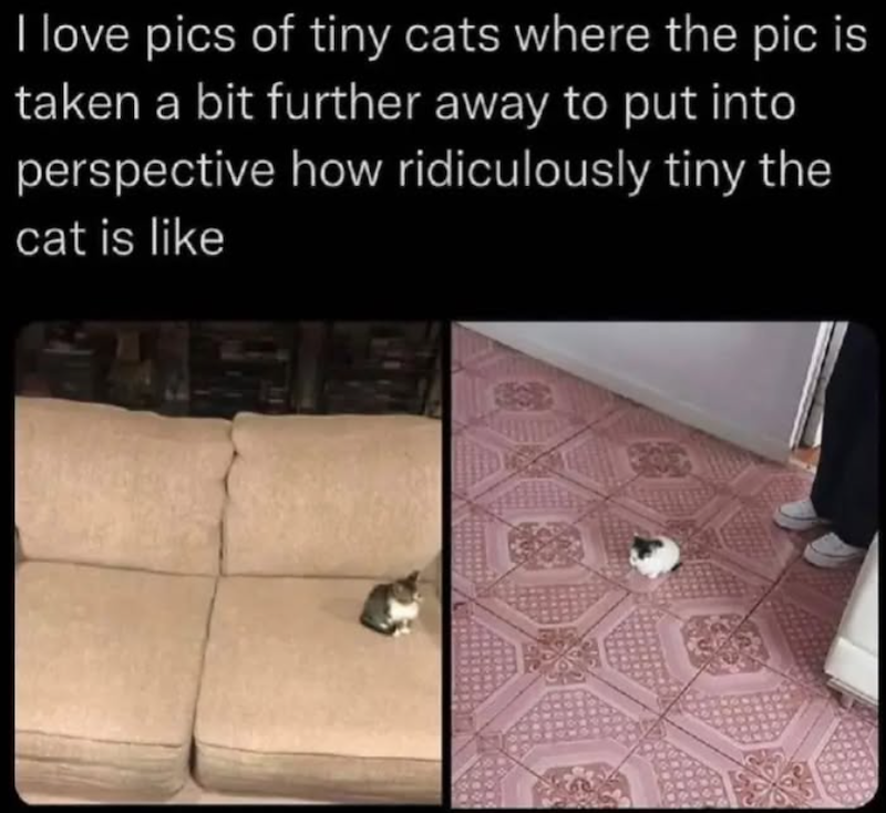 I love pics of tiny cats where the pic is taken a bit further away to put into perspective how ridiculously tiny the cat is like