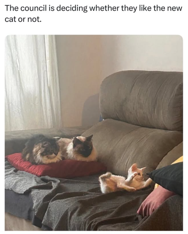 The council is deciding whether they like the new cat or not.