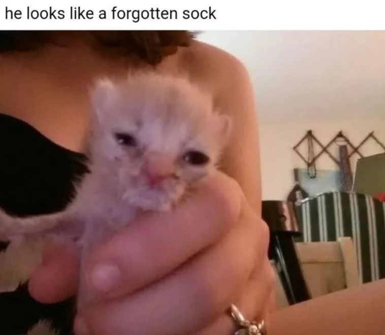 he looks like a forgotten sock