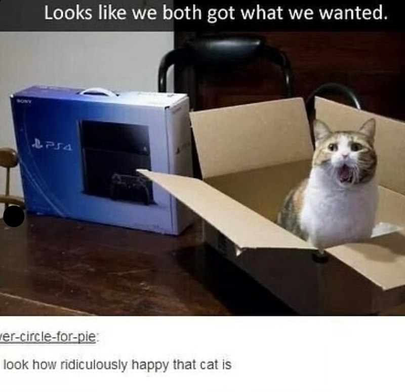 Looks like we both got what we wanted. 4754 wer-circle-for-pie: look how ridiculously happy that cat is