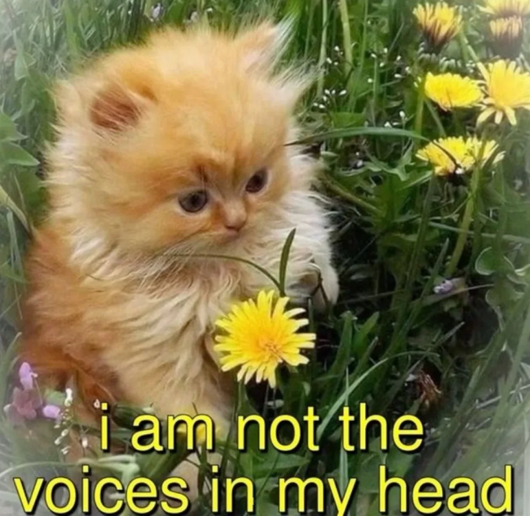 i am not the voices in my head