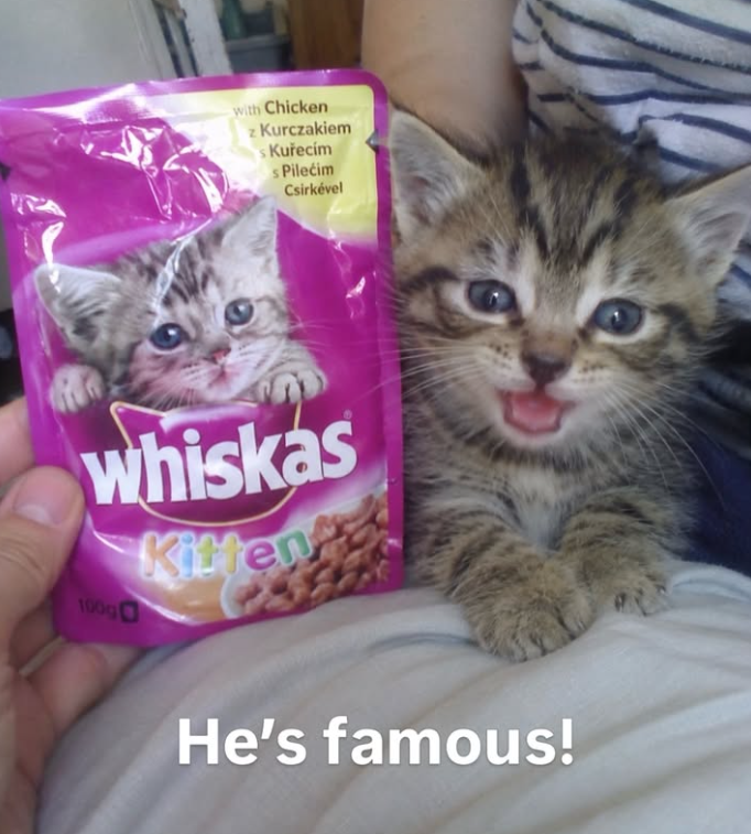 with Chicken z Kurczakiem s Kuřecím s Pilećim Csirkével whiskas Kitten 100g He's famous!