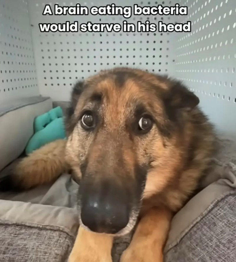 A brain eating bacteria would starve in his head