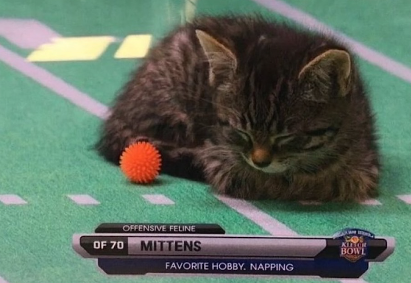 OFFENSIVE FELINE OF 70 MITTENS FAVORITE HOBBY. NAPPING KITCH BOWL