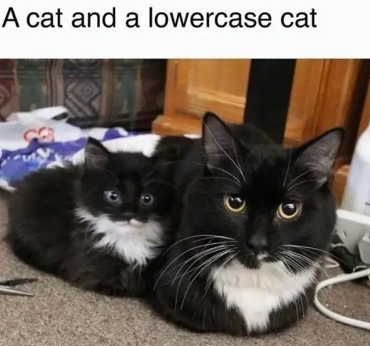 A cat and a lowercase cat