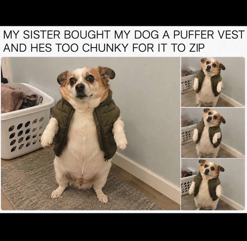 MY SISTER BOUGHT MY DOG A PUFFER VEST AND HES TOO CHUNKY FOR IT TO ZIP