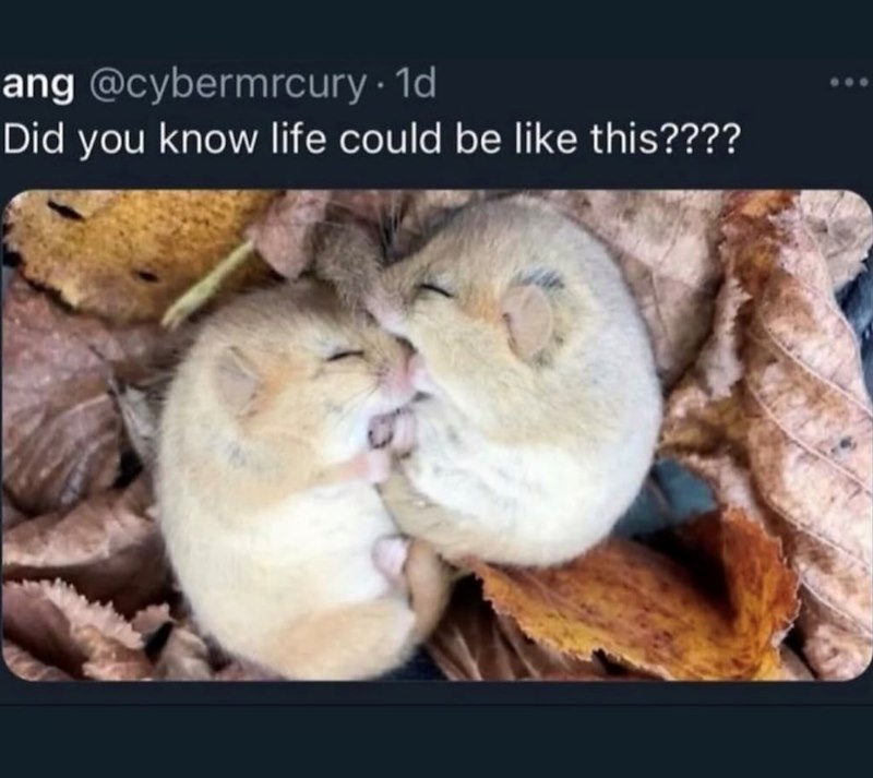 ang @cybermrcury. 1d Did you know life could be like this????