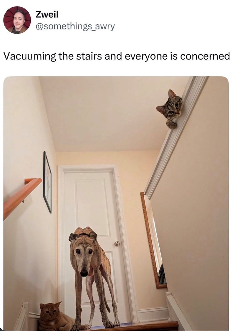 Zweil @somethings_awry Vacuuming the stairs and everyone is concerned