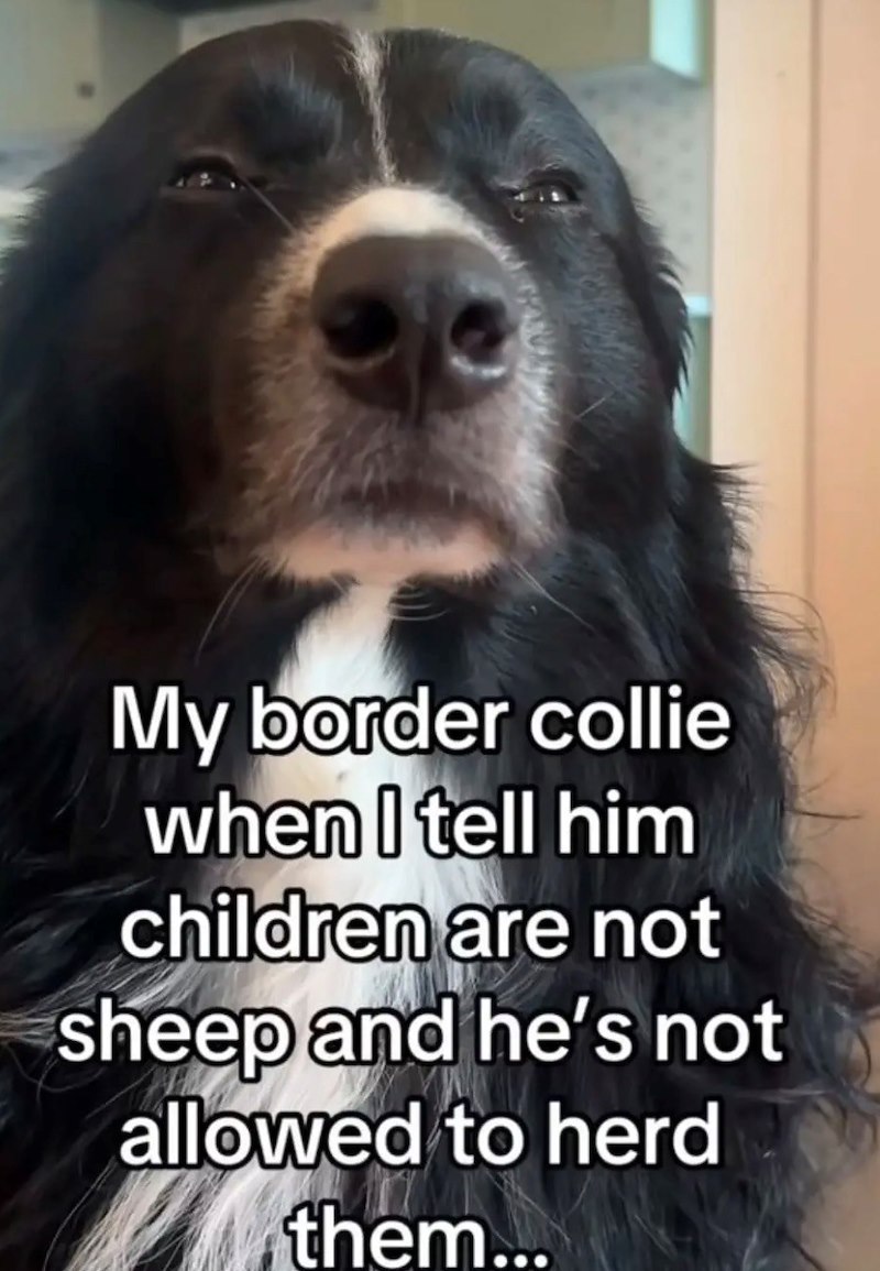My border collie when I tell him children are not sheep and he's not allowed to herd them...
