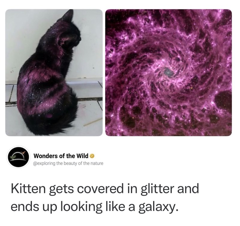 Wonders of the Wild @exploring the beauty of the nature Kitten gets covered in glitter and ends up looking like a galaxy.