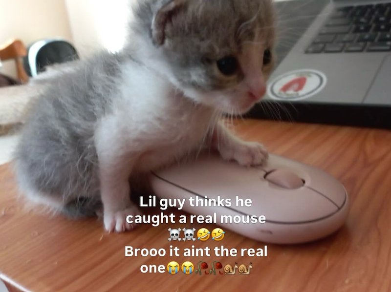 Lil guy thinks he caught a real mouse Brooo it aint the real one Paras