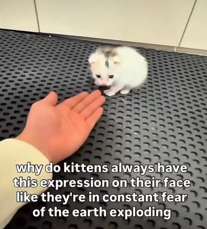 why do kittens always have this expression on their face like they're in constant fear of the earth exploding