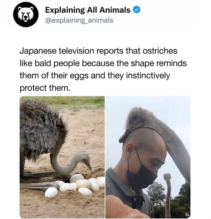 Explaining All Animals ✔ @explaining animals Japanese television reports that ostriches like bald people because the shape reminds them of their eggs and they instinctively protect them.