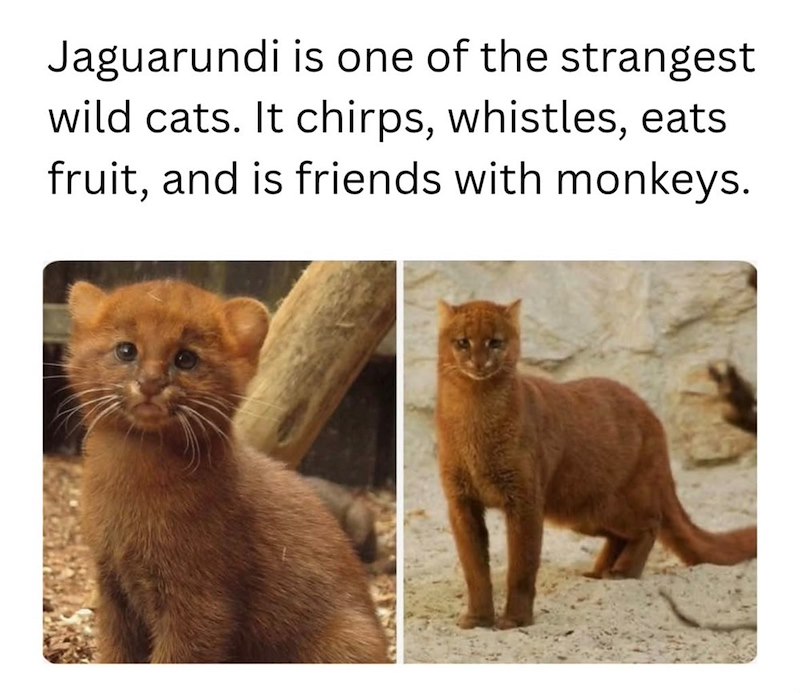 Jaguarundi is one of the strangest wild cats. It chirps, whistles, eats fruit, and is friends with monkeys.