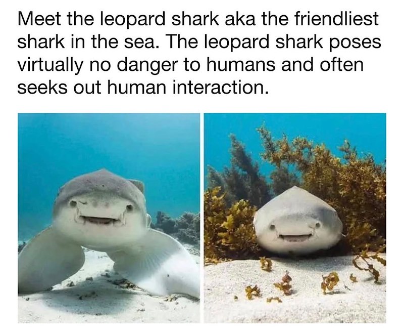 Meet the leopard shark aka the friendliest shark in the sea. The leopard shark poses virtually no danger to humans and often seeks out human interaction.